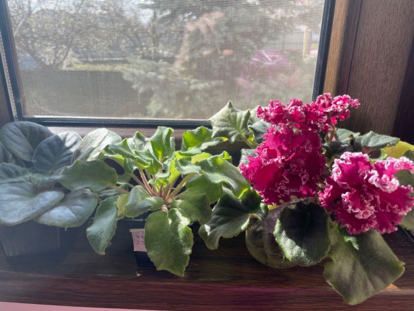 CA0FBF7B-6C38-435B-84D1-DAA73A54950E - 001 Violete 2023-2024