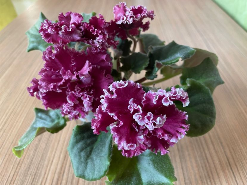 21A1C1D1-A797-4CFB-A596-E6139832D171 - 001 Violete 2023-2024