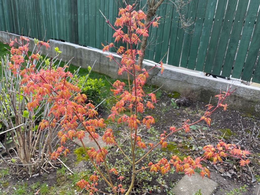 2DA2C042-3AB3-4336-B337-0E205ED066A7 - 01 Primăvara 2023