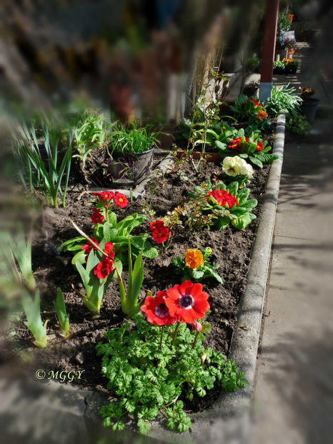 © - 2023 - 01 - Primavara