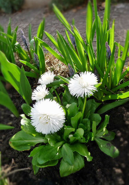  - 2023 - 01 - Primavara