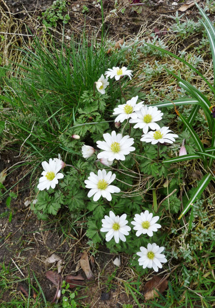  - 2023 - 01 - Primavara