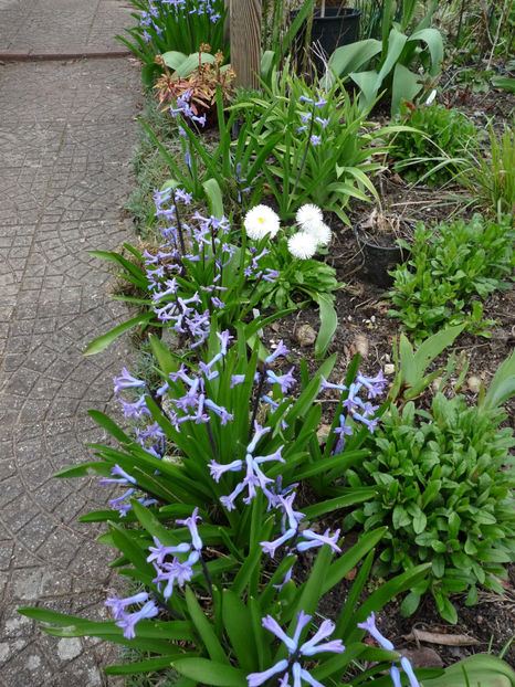  - 2023 - 01 - Primavara