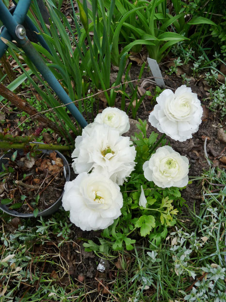  - 2023 - 01 - Primavara