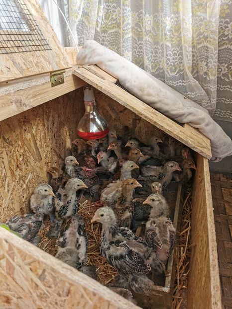  - a__Pui și tineret brahma 2023