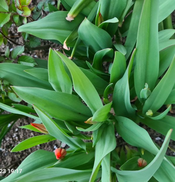  - 1L album 2023- gradina bloc