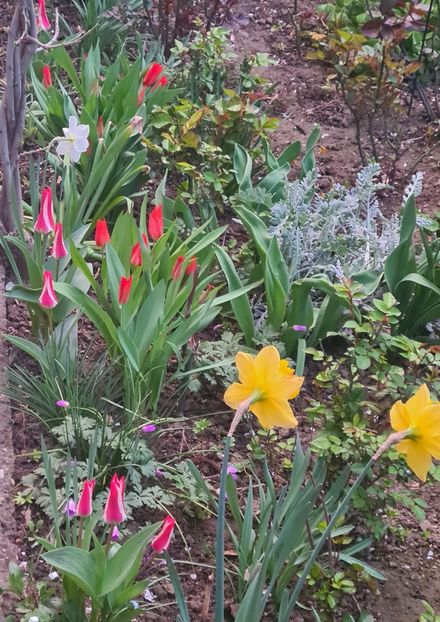  - 1L album 2023- gradina bloc