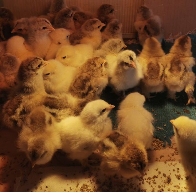  - a__Pui și tineret brahma 2023