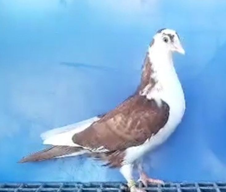 17003  femelă  2023 - Plecați ALBUM 3