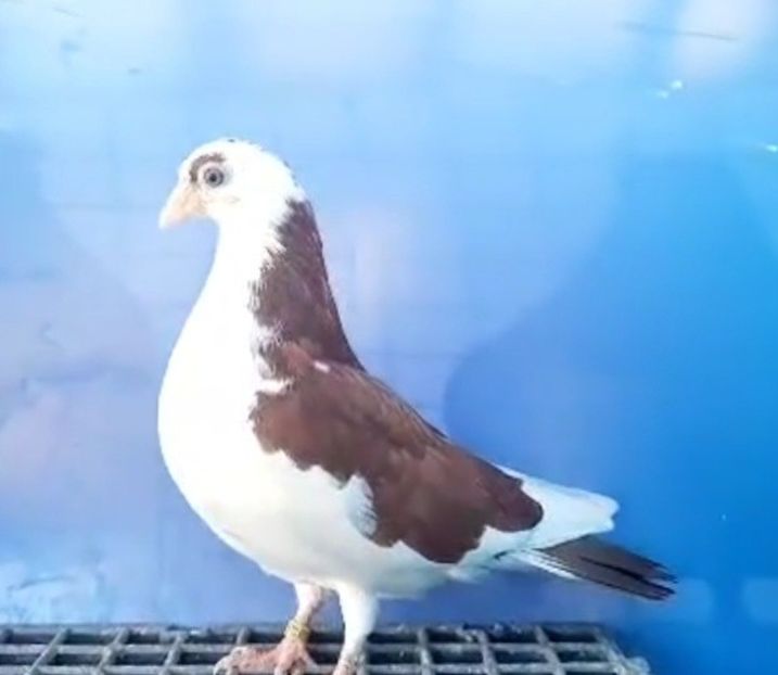 17040  femelă  2023 - Plecați ALBUM 3