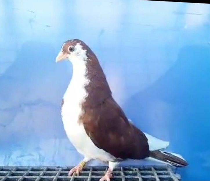 17035  maacul  2023 - Plecați ALBUM 3