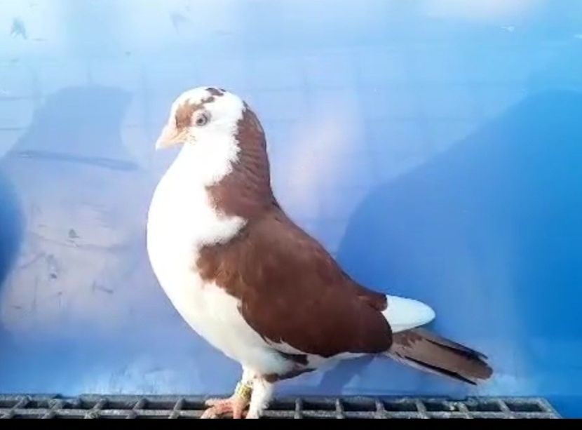 17046  femelă  2023 - Plecați ALBUM 3