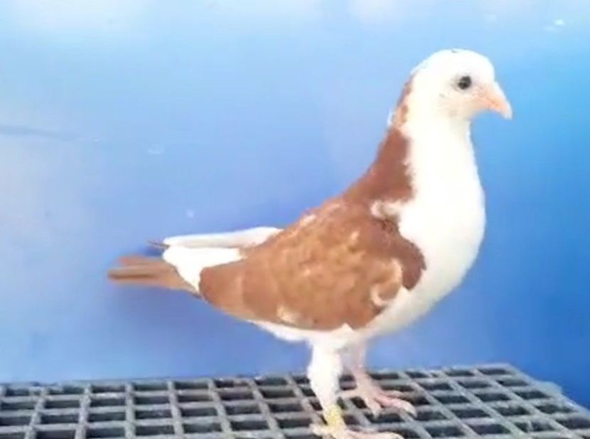 17072  femelă  2023 - Plecați ALBUM 3