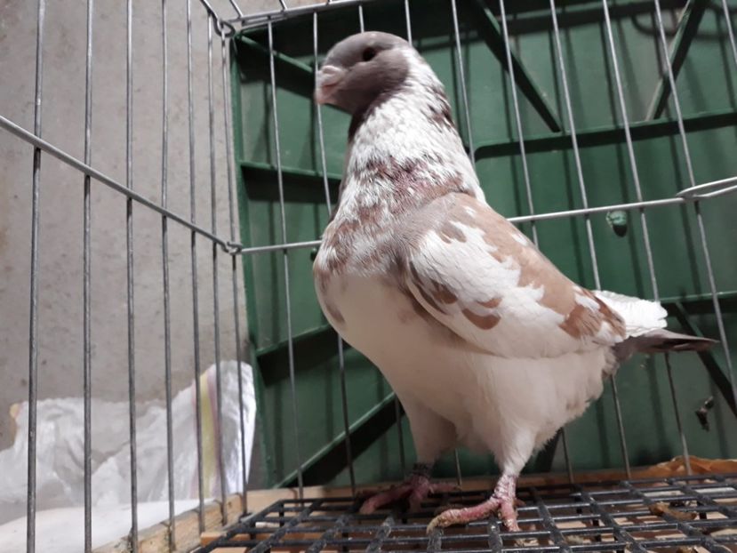 IMG-20230226-WA0099[1] - Amintiri