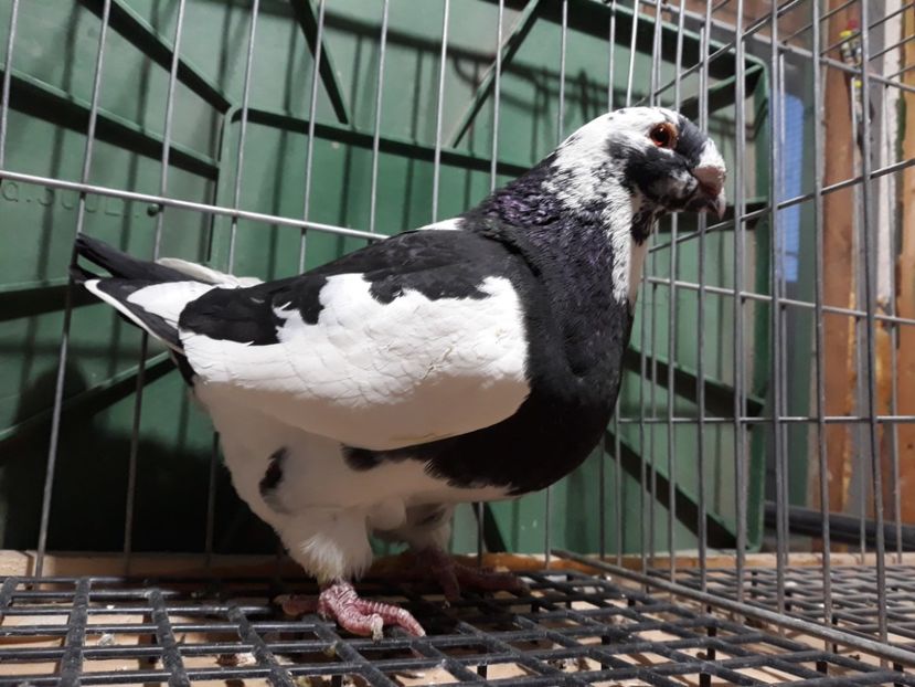 20230308_183109[1] - Amintiri