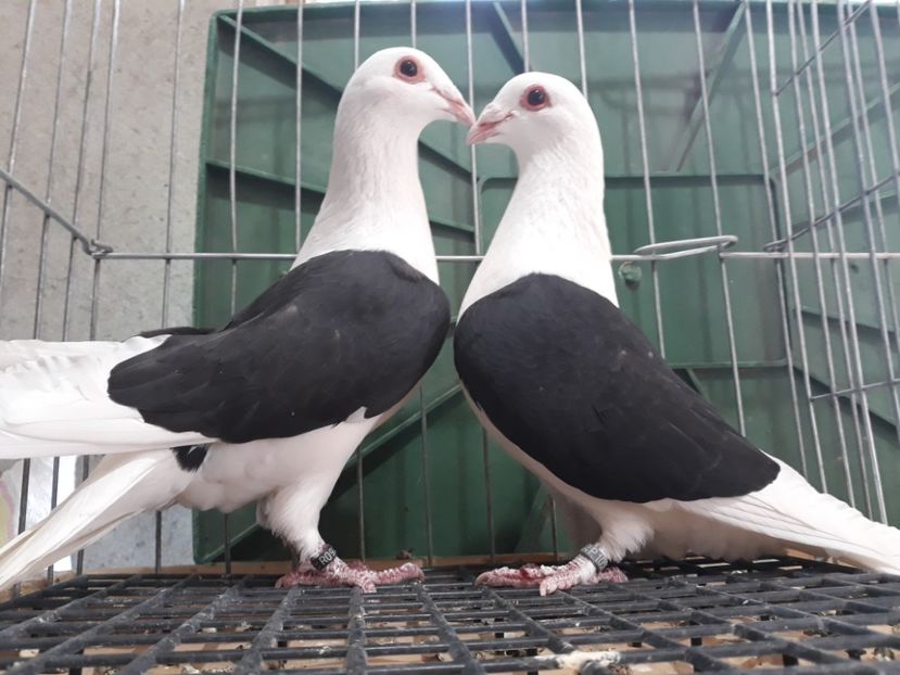 20230319_140329[1] - Amintiri