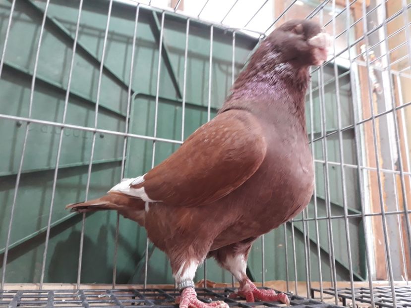 20230311_154607[1] - Amintiri