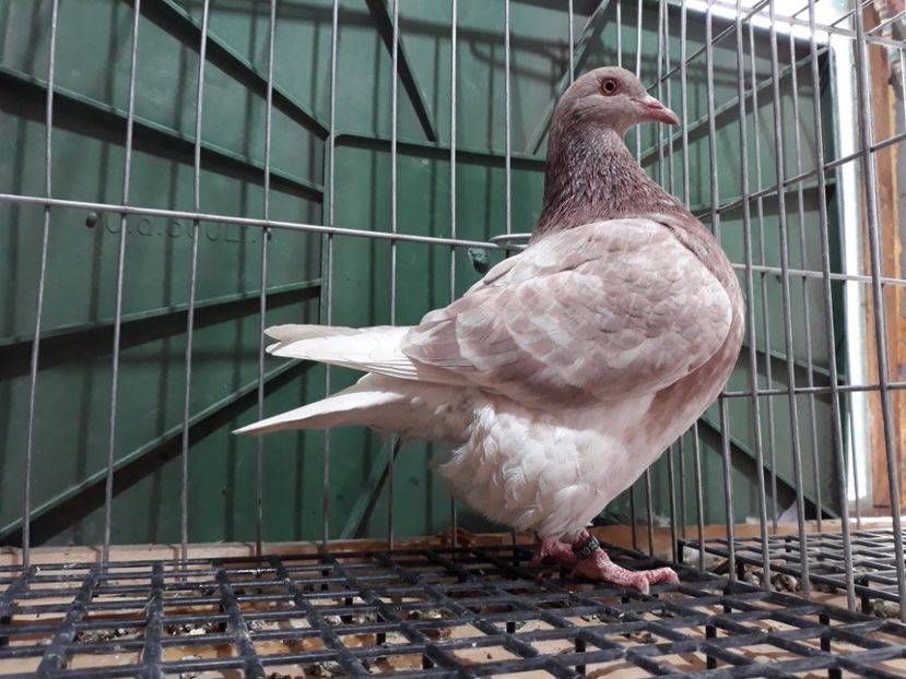 20230321_142639[1] - Amintiri