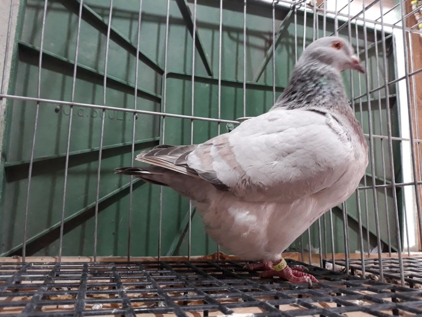 20230321_142937[1] - Amintiri