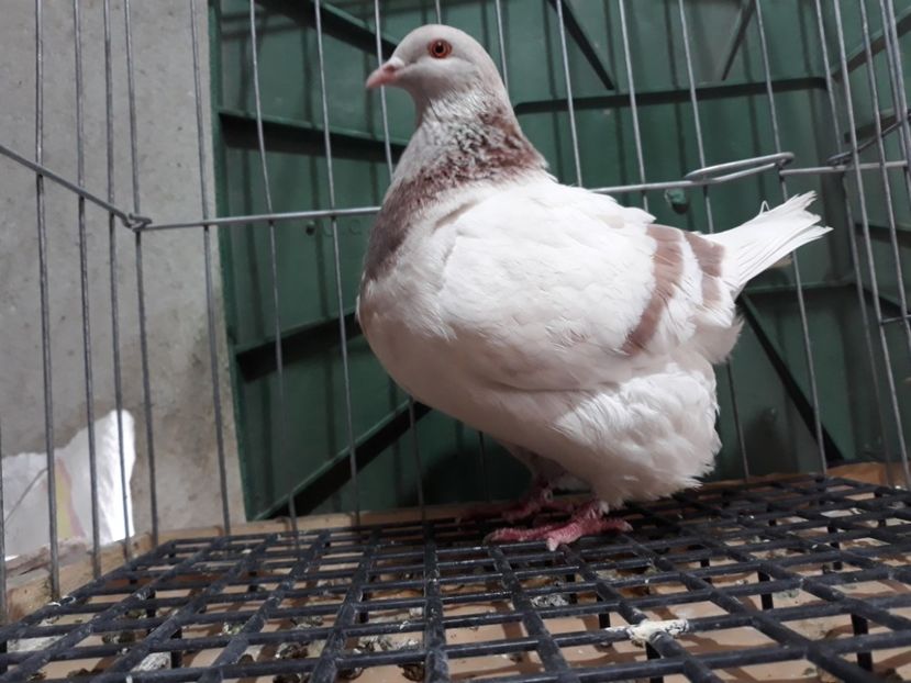 20230321_143133[1] - Amintiri