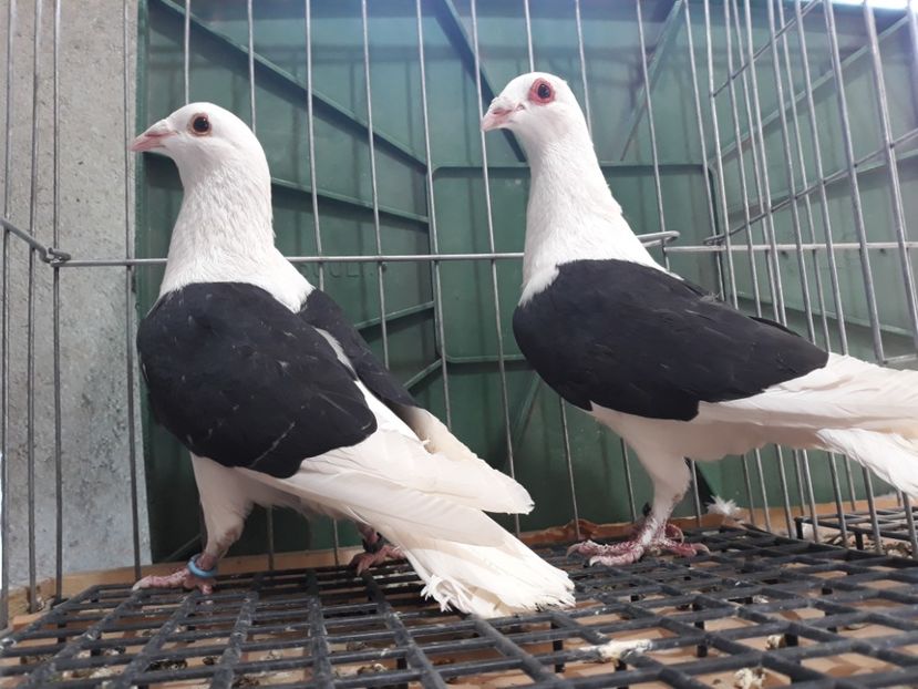 20230319_140926[1] - Amintiri