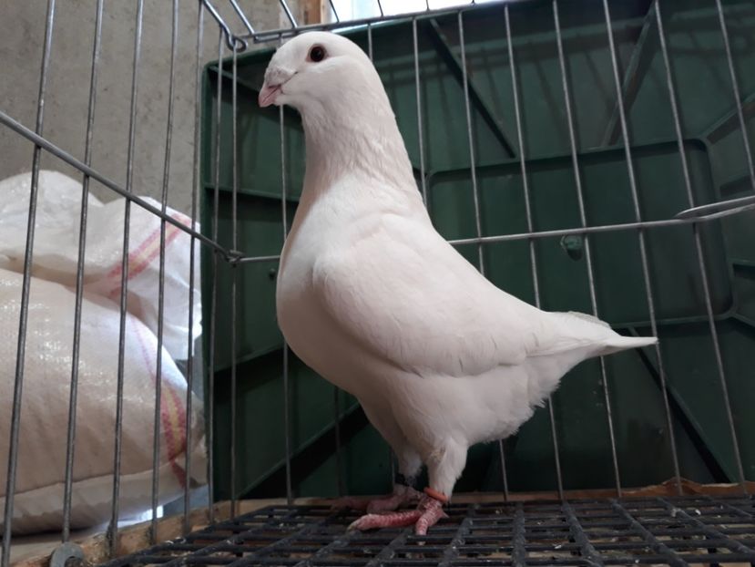 20230326_151513[1] - Amintiri