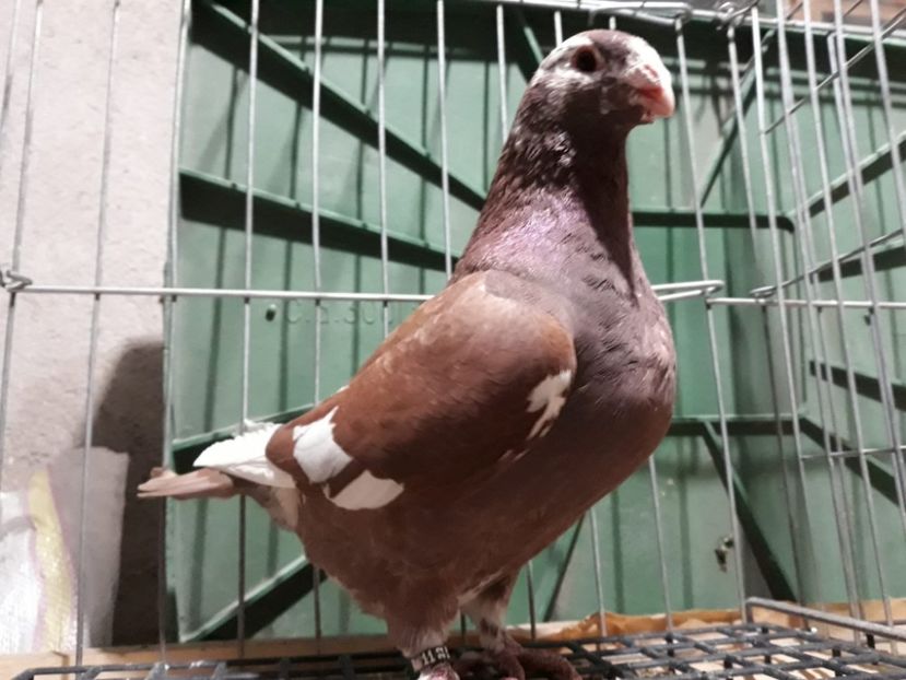 IMG-20230226-WA0106[1] - Amintiri