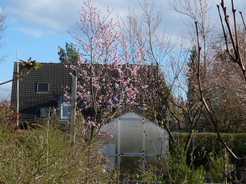 Toti piersicii in flor. - 2023 - 01 - Primavara