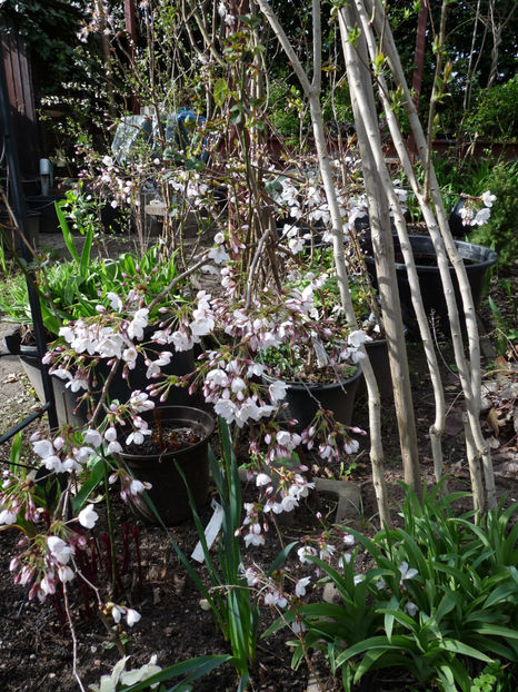  - 2023 - 01 - Primavara