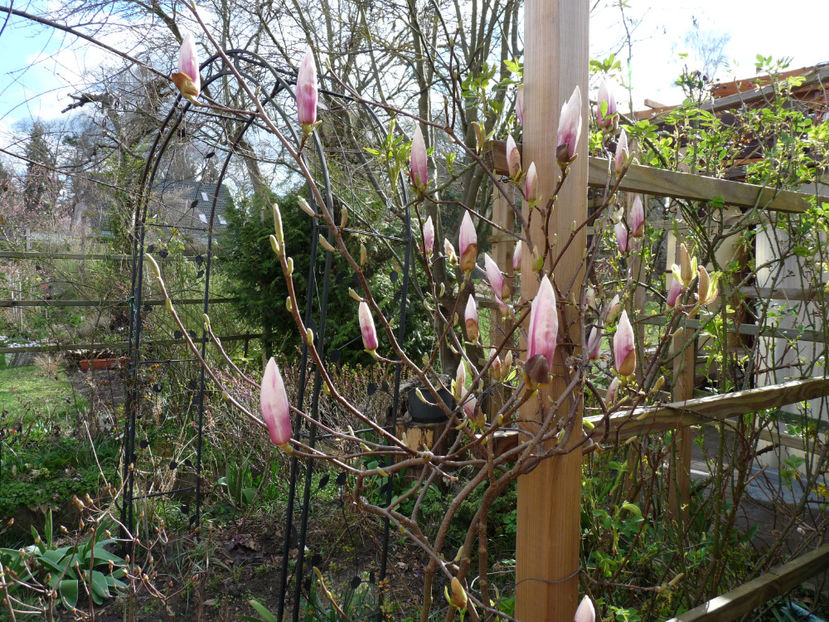 Batuta de ghiata, urmeaza gerul. - 2023 - 01 - Primavara