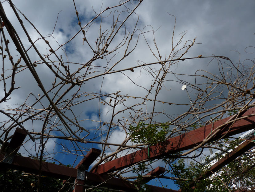 Wisteria plina cu bobci. - 2023 - 01 - Primavara