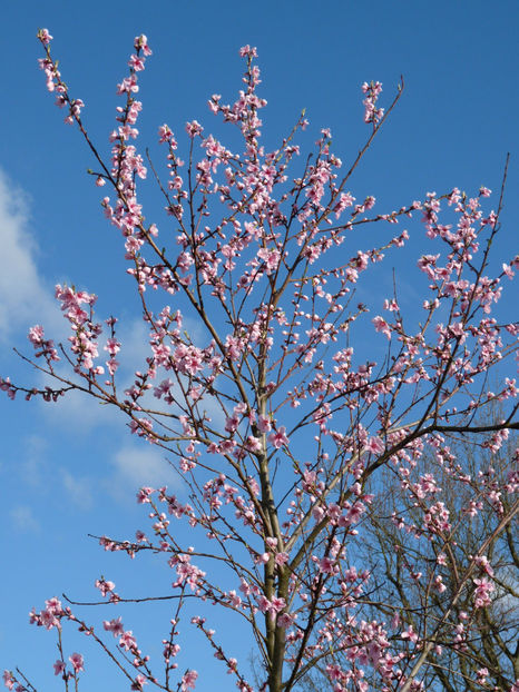  - 2023 - 01 - Primavara