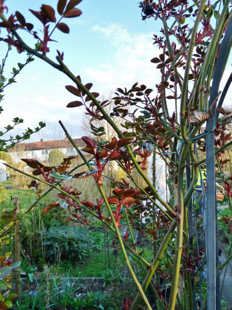 Trandafirii lastariti si cu boboci. - 2023 - 01 - Primavara