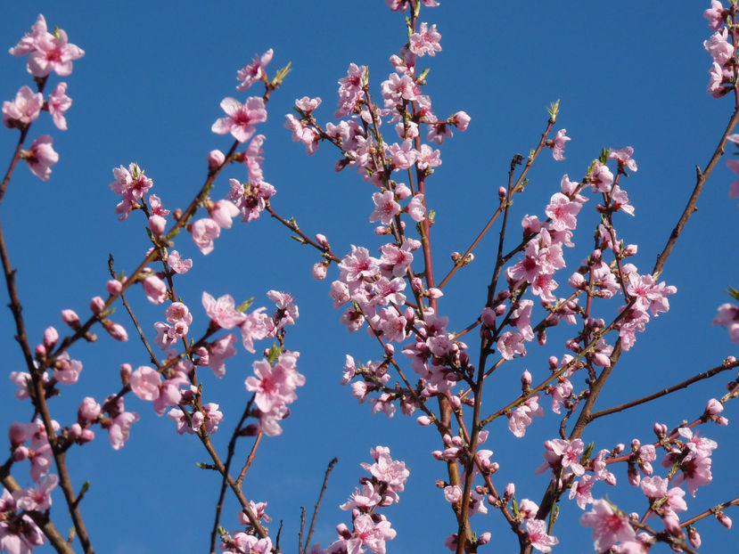  - 2023 - 01 - Primavara