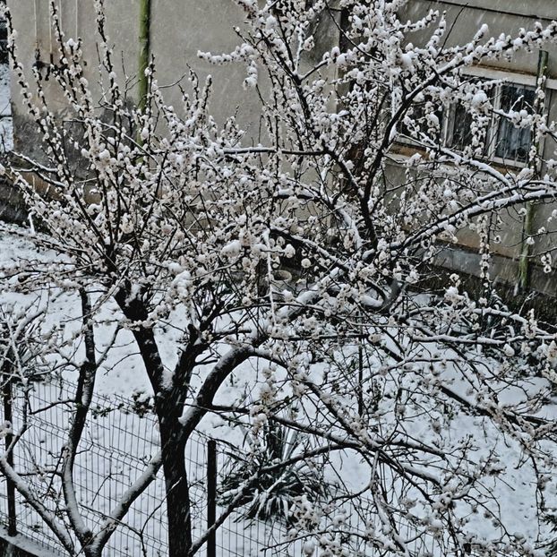 Cais inflorit - z Prin oras si prin imprejurimi