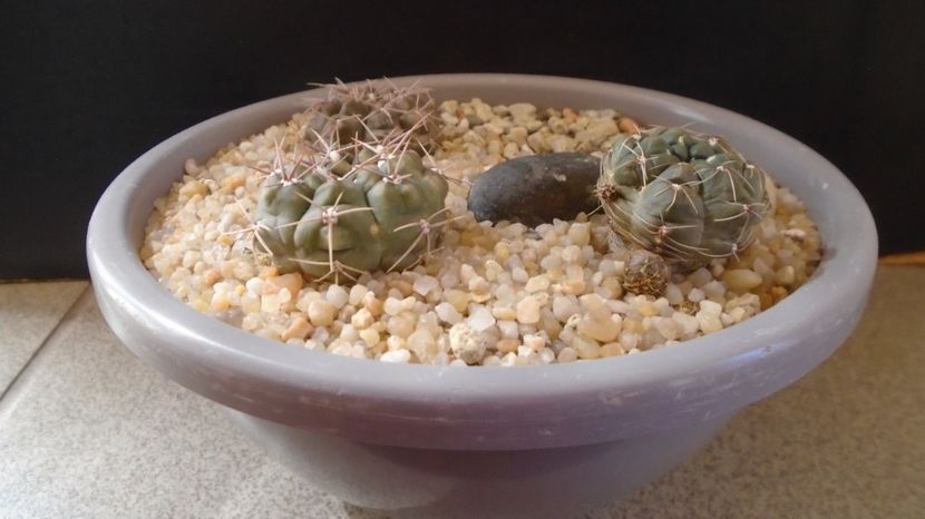  - Cactusi-Gymnocalycium 2022-23