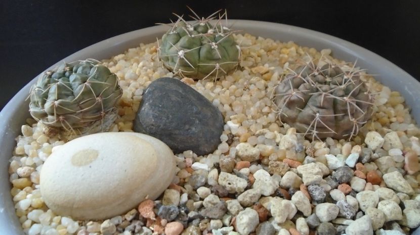  - Cactusi-Gymnocalycium 2022-23