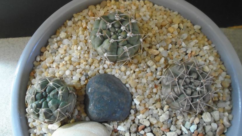  - Cactusi-Gymnocalycium 2022-23