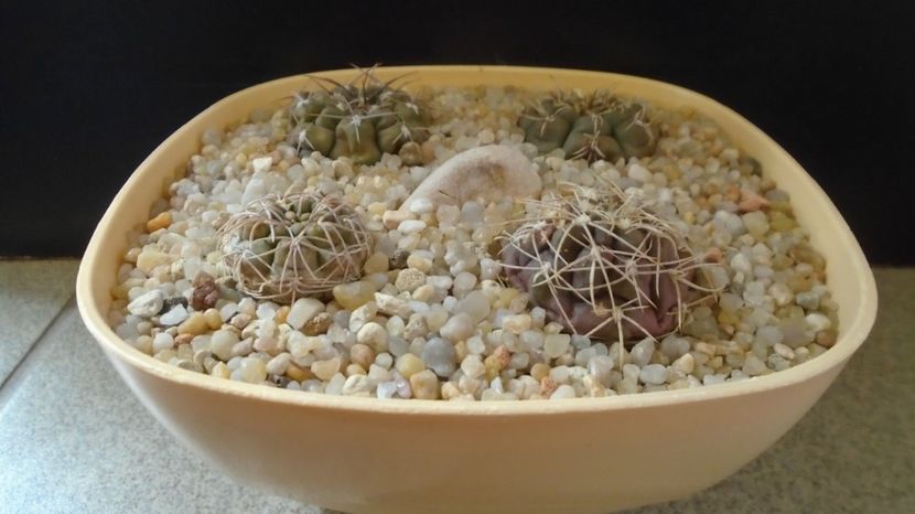  - Cactusi-Gymnocalycium 2022-23