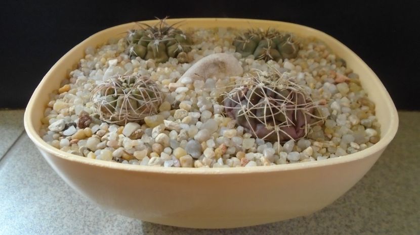  - Cactusi-Gymnocalycium 2022-23