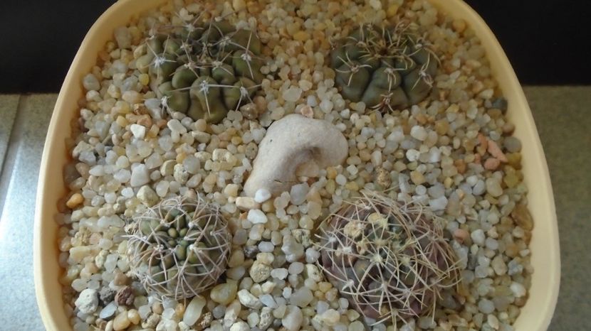  - Cactusi-Gymnocalycium 2022-23