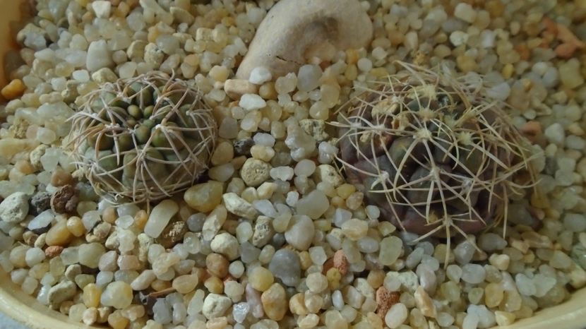  - Cactusi-Gymnocalycium 2022-23