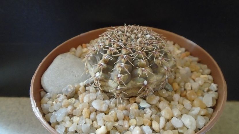  - Cactusi-Gymnocalycium 2022-23