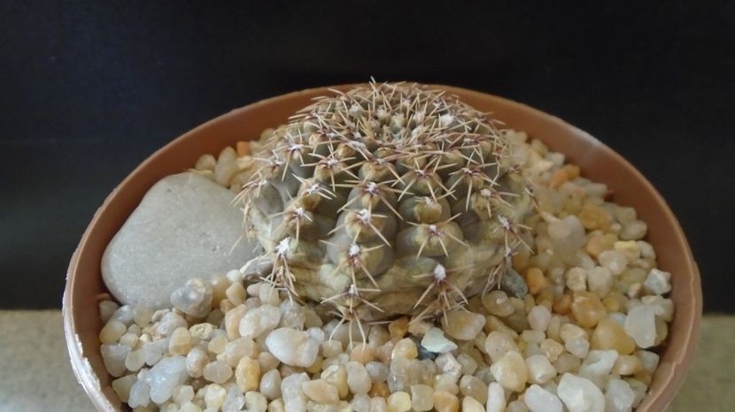  - Cactusi-Gymnocalycium 2022-23