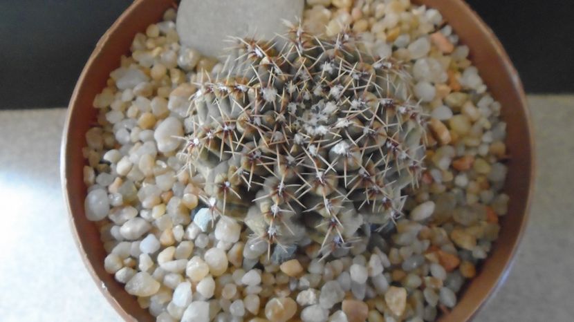  - Cactusi-Gymnocalycium 2022-23