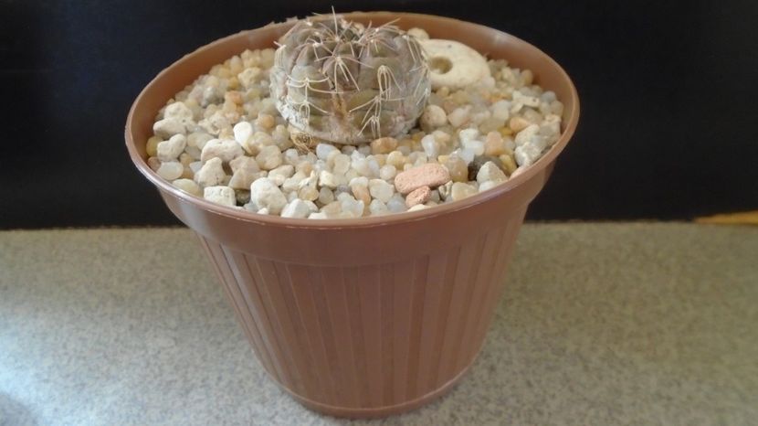  - Cactusi-Gymnocalycium 2022-23