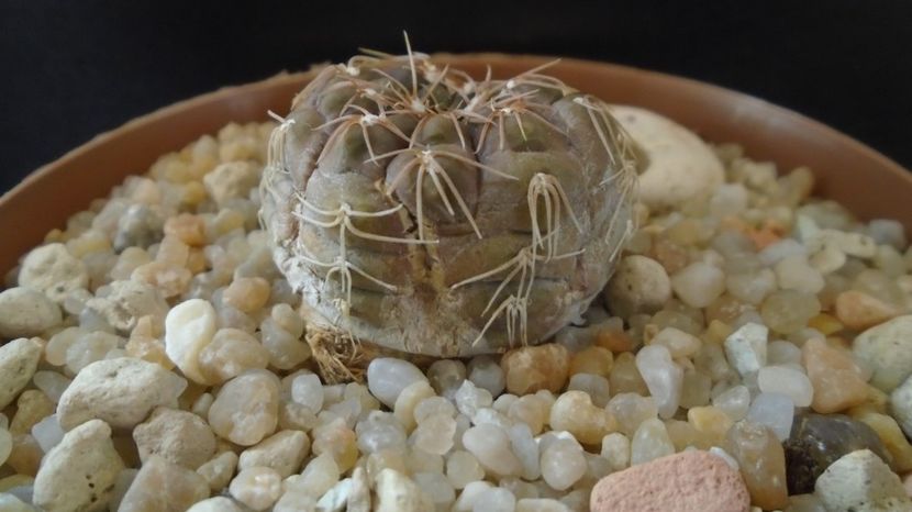  - Cactusi-Gymnocalycium 2022-23