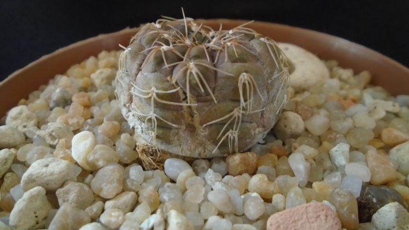  - Cactusi-Gymnocalycium 2022-23