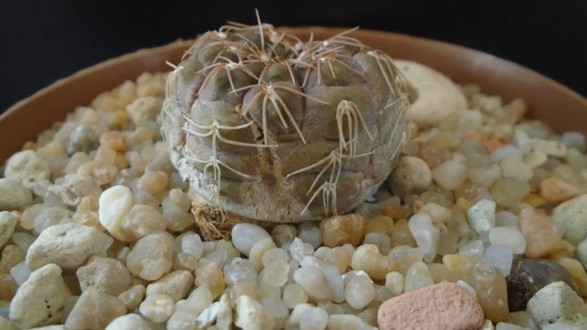  - Cactusi-Gymnocalycium 2022-23