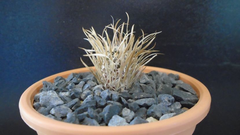Toumeya papyracantha - Cactusi 2022 bis